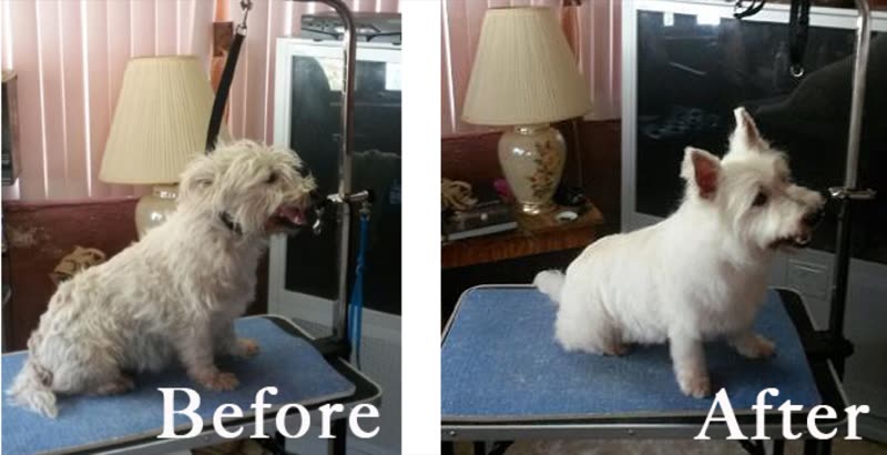 A small white terrier freshly clipped on the grooming table