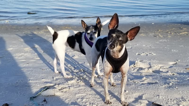 Two small black-and-white terriers in harnesses on a sunny beach