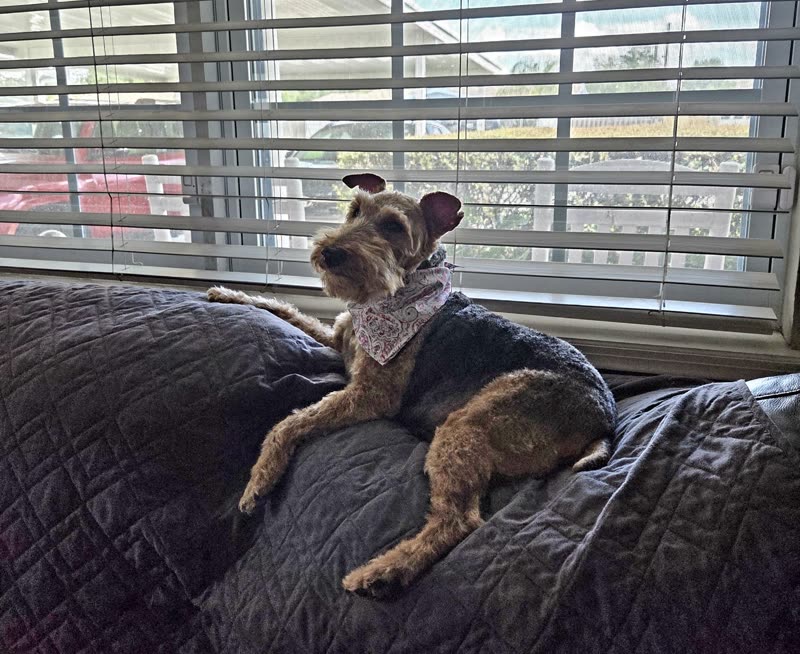Groomed grey schnauzer in a pink bandana lying on a quilted bed