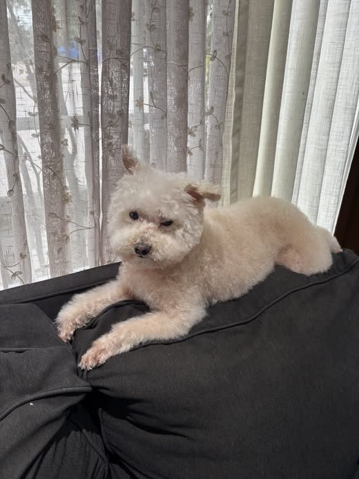 Freshly groomed cream poodle-mix resting on the back of a grey sofa