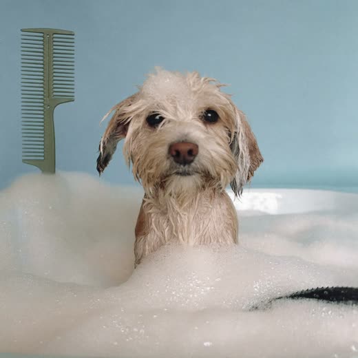 Small dog in a grooming tub covered in shampoo suds