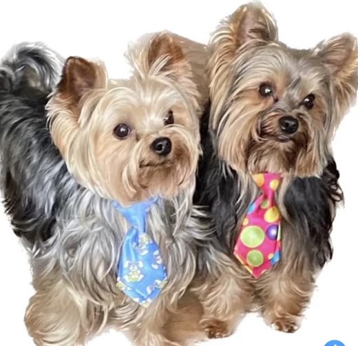 Two groomed Yorkshire terriers wearing colourful neckties on a white background