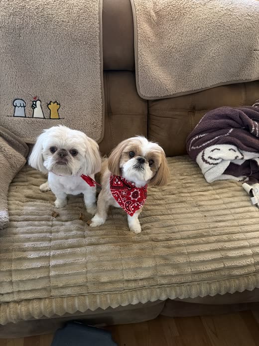 Two small groomed Shih Tzus, one in a red bandana, sitting on a beige sofa